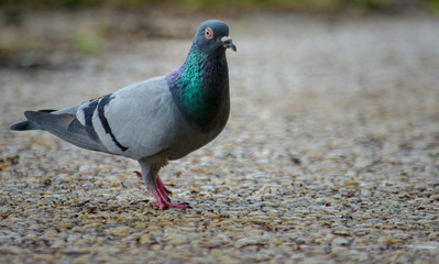 isolated pigeon on concrete sidewalk