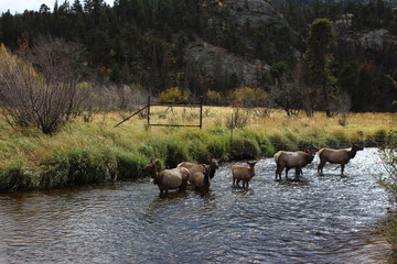 herd of elk