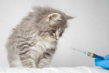 Veterinarian giving injection to Grey Persian Little fluffy Maine coon kitte at vet clinic. Cat...