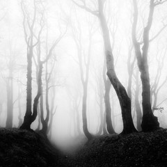Haunted Forest, Sunken Lane through of Spooky Trees in Thick Fog