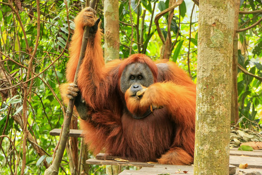 Male Sumatran orangutan sitting on a platform in Gunung Leuser National Park, Sumatra, Indonesia