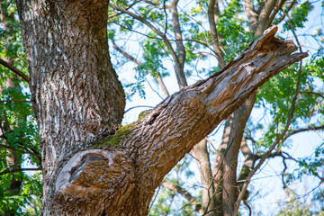 moss on a tree