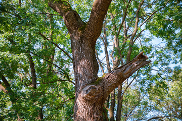 Fototapeta premium moss on a tree