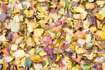 Autumn Leaves Background, Foliage Texture