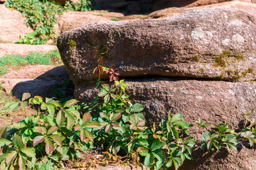 Fototapeta premium large stones in the forest