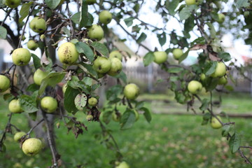 apples on tree