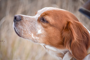 Beautiful dog. Portrait. Epagneul Breton. Brittany Spaniel