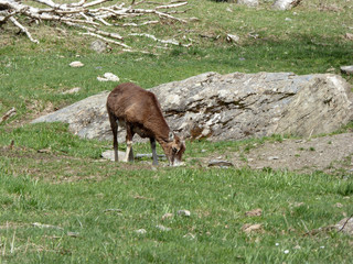 Mouflonne pendant l'été