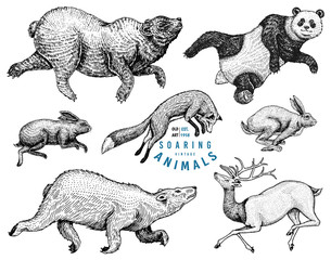 Soaring red Fox Hare Rabbit northern brown Bear Deer. Set of Wild forest animal jumping up. Vintage style. Engraved hand drawn sketch.