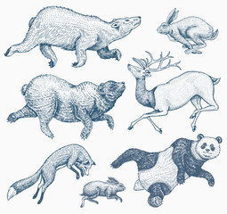 Soaring red Fox Hare Rabbit northern brown Bear Deer. Set of Wild forest animal jumping up. Vintage style. Engraved hand drawn sketch.