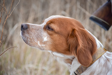 Beautiful dog. Portrait of hunting dog Epagneul Breton. Brittany Spaniel
