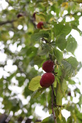 plum on tree