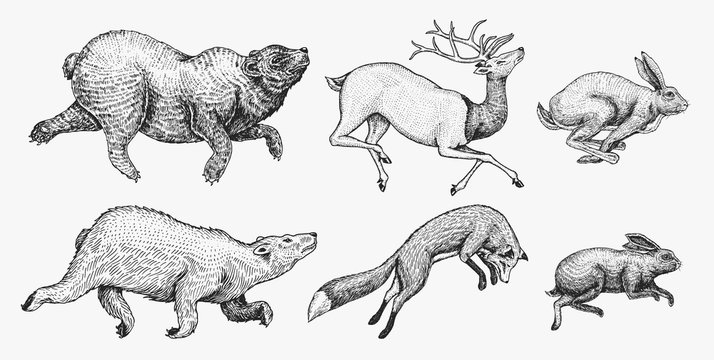 Soaring Hare Rabbit northern brown Bear Deer. Set of Wild forest animal jumping up. Vintage style. Engraved hand drawn sketch.