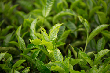 Green tea bud and fresh leaves. Tea plantations.