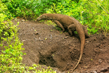 Komodo dragon walking out of a hole on Rinca Island in Komodo National Park, Nusa Tenggara, Indonesia