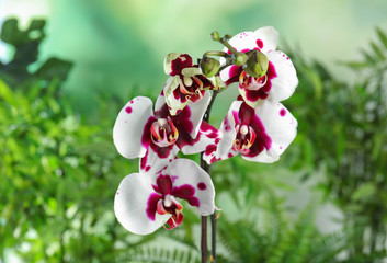 Beautiful tropical orchid flowers on blurred background