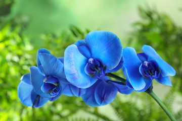 Beautiful tropical orchid flowers on blurred background