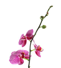 Branch with beautiful tropical orchid flowers on white background