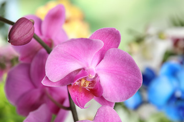 Fototapeta na wymiar Beautiful tropical orchid flowers on blurred background, closeup