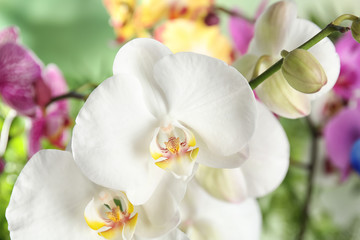 Beautiful tropical orchid flowers on blurred background, closeup