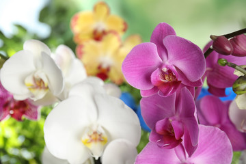 Beautiful tropical orchid flowers on blurred background