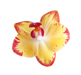 Fototapeta na wymiar Beautiful tropical orchid flower on white background