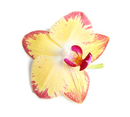 Fototapeta premium Beautiful tropical orchid flower on white background