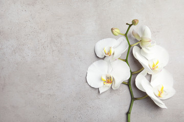 Fototapeta na wymiar Branch with beautiful tropical orchid flowers on grey background, top view. Space for text