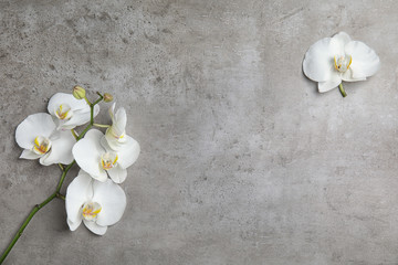 Beautiful tropical orchid flowers on grey background, top view. Space for text