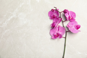 Branch with beautiful tropical orchid flowers on light background, top view. Space for text