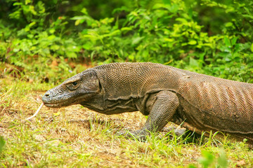 Obraz premium Komodo dragon walking on Rinca Island in Komodo National Park, Nusa Tenggara, Indonesia