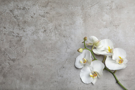 Fototapeta Branch with beautiful tropical orchid flowers on grey background, top view. Space for text