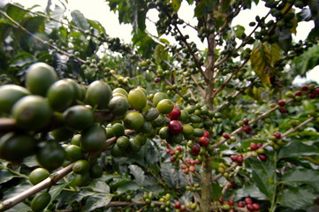 Fototapeta na wymiar Coffee grains on a tree 