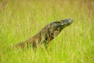 Portrait of Komodo dragon lying in grass on Rinca Island in Komodo National Park, Nusa Tenggara,...