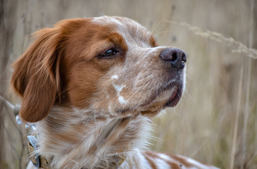 Beautiful dog. Portrait of hunting dog Epagneul Breton. Brittany Spaniel. Hunting season time.