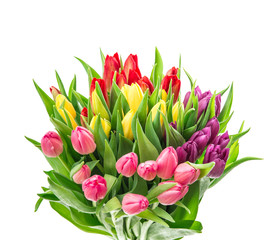 Tulip flowers colorful bouquet white background