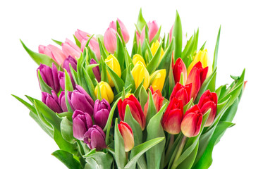 Bouquet fresh multicolor tulip flowers white background