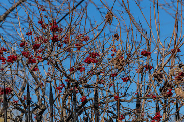 Ripe berries of viburnum on the branches. Autumn fruits of Western Siberia.