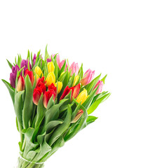 Tulip flowers bouquet isolated white background