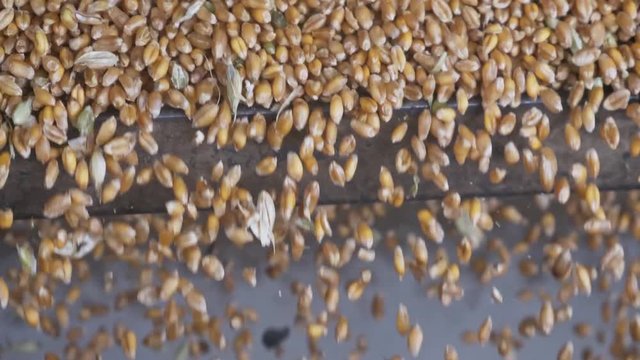 Natural reserve of country economy. Harvesting industry manufacturing background. A heap of yellow grains of oats, ray or wheat processed in harvester machine close up, healthy organic food production