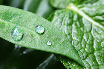 Shiny water drops and green leaves, closeup