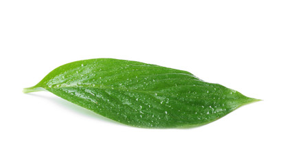 Naklejka na ściany i meble Green leaf with water drops isolated on white