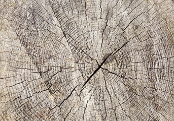 Fototapeta premium Wooden surface of stump as background, closeup