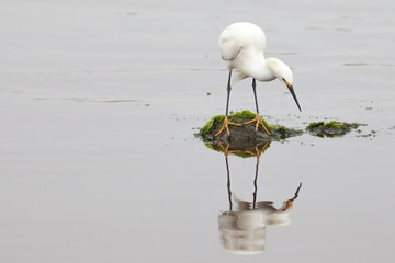 A snowy egret (Egretta thula) or heron standing on a mossy rock fishes quietly with his perfect...