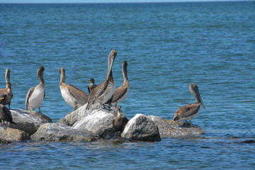 Sea birds perched on a rock jetty in St. Petersburg, Florida.