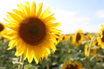 Sunflower like the sun