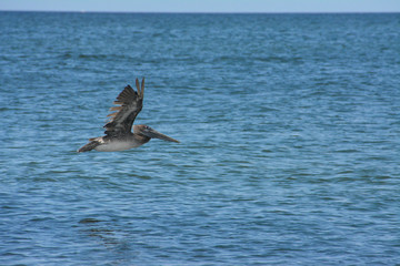 Pelican flying above the water in St. Petersburg, Florida.