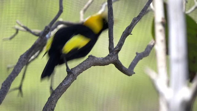 close up of a regent bowerbird in a walk-in avairy on the new south wales, australia