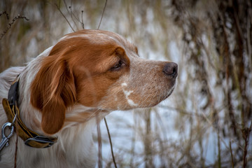 Beautiful dog. Portrait. Epagneul Breton. Brittany Spaniel