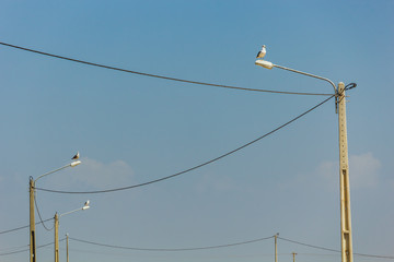 Four Seagulls on top of street lamps connected to power lines, Lagos, Portugal